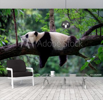 Picture of Lazy Panda Bear Sleeping on a Tree Branch China Wildlife Bifengxia nature reserve Sichuan Province